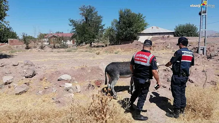 O vicdansız sürücü cezasız kalmadı!