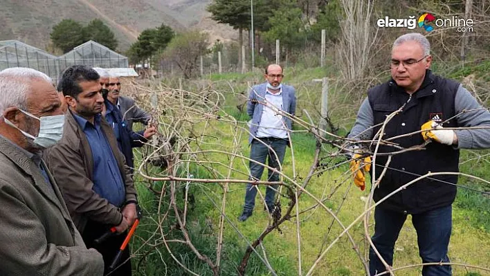 Fırat Üniversitesinden çiftçilere bağ budama eğitimi