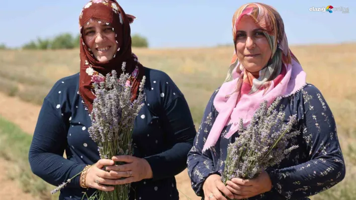 Gelin ve görümce'den lavanta yatırımı: Elazığ'da 12 dönümde üçüncü hasat