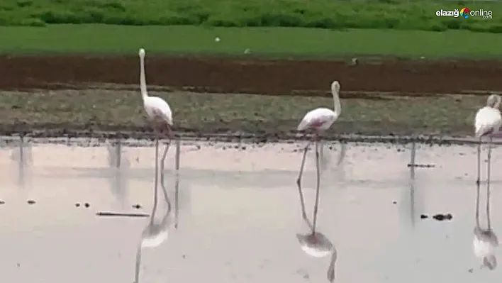 Göç yolunda olan flamingolar Diyarbakır'da mola verdi