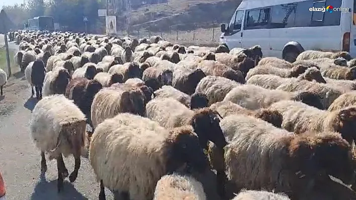 Göçerlerin yaylalardan dönüş yolculuğu hız kazandı