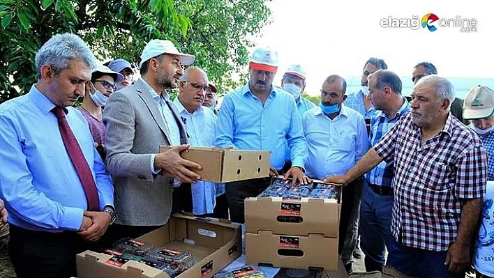 Harput kirazı hasattan sonra el değmeden müşteriye gidecek