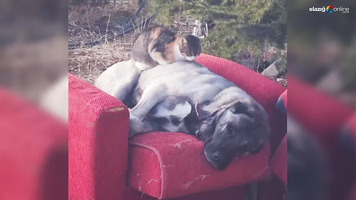 Harput Mahallesi'nde Yürek Isıtan Görüntü: Kedi ve Köpeğin Dostluğu Görenlerin İçini Isıttı!