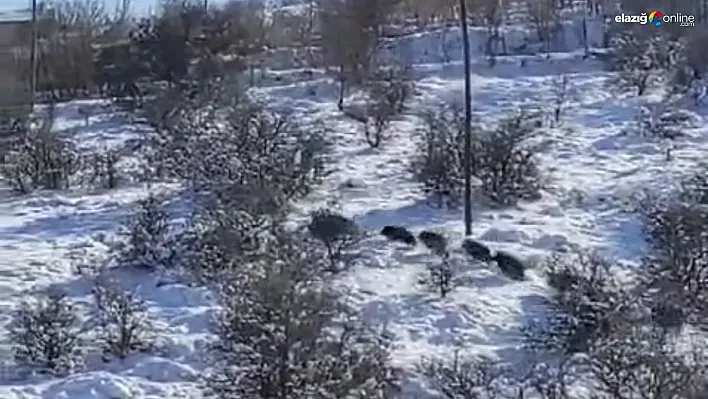 Harput Mahallesi'nde Domuz Sürüsü Şaşırttı! Vatandaşlar O Anları Kaydetti