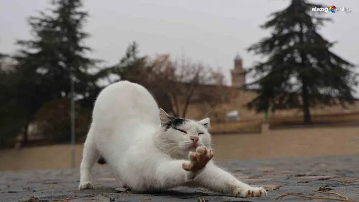 Harput Kalesi'nin Sevimli Misafirleri: Kediler Tarihe Renk Katıyor