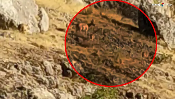 Harput'un Tarihi Güzelliğine Dağ Keçileri Renk Kattı!