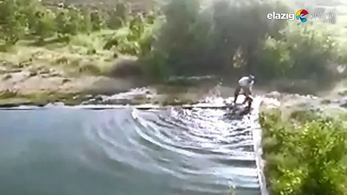 Havuza düşen ineğin imdadına vatandaş yetişti