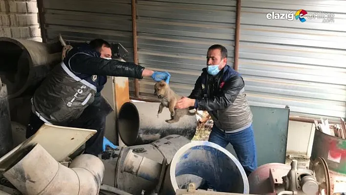 Haydi ekipleri, anne köpek ve yavruları için seferber oldu