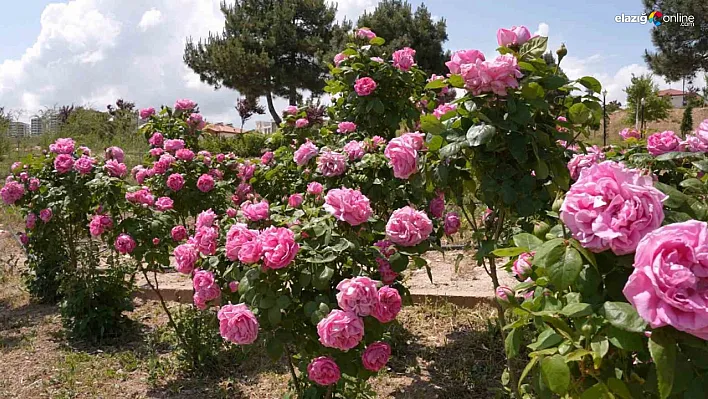 Elazığ'da Isparta gülünden 'Gül toniği' üretildi