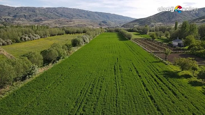 İstilacı çekirgenin düşmanı bu böcek