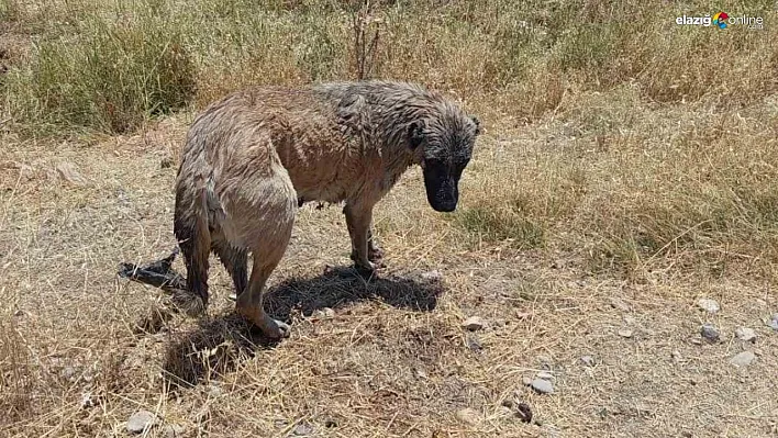 İtfaiye ekipleri kanala düşen köpeği kurtardı