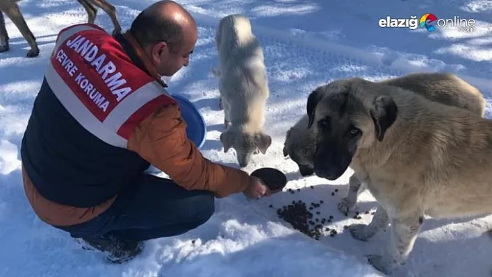 Jandarma ekipleri her zamanki gibi