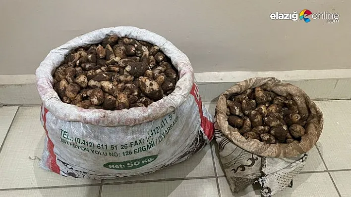 Kaçak salep soğanı toplayanlara servet değerinde ceza!