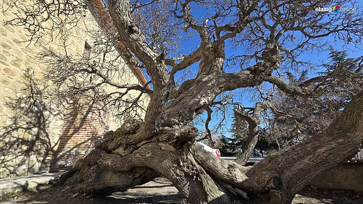 Elazığ'ın Harput Mahallesi'nde Eğik Dut Ağacı Görenleri Şaşırtıyor!