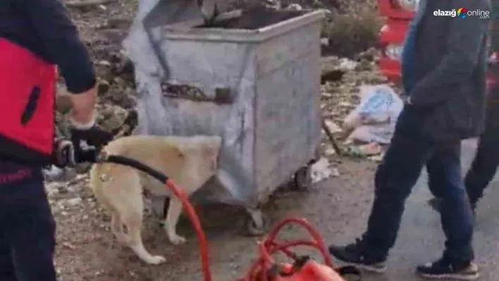 Kafası çöp konteynerine sıkışan köpek kurtarıldı