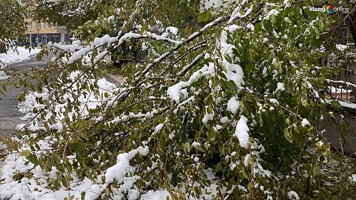 Kar yağışına dayanamayan ağaç dalları kırılarak devrildi