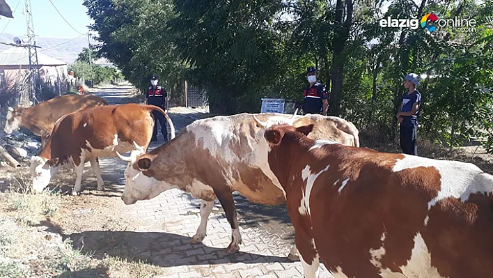 Kayıp hayvanları jandarma drone ile buldu