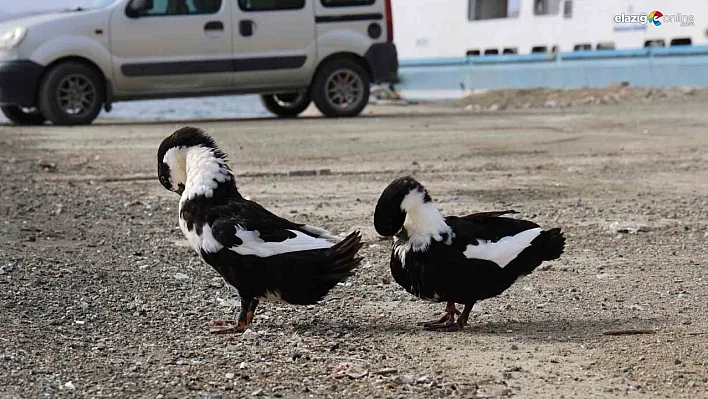 Keban Baraj Gölü, Elazığ'ın Ekolojik Dengesinin Anahtarı!