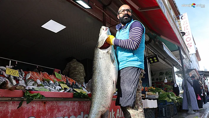 Keban Barajı'nın Bereketi Görücüye Çıktı: 63 Kilogramlık Rekor Av!