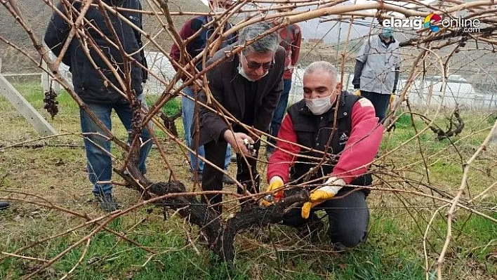 Keban'da çiftçilere, bağ budama eğitimi