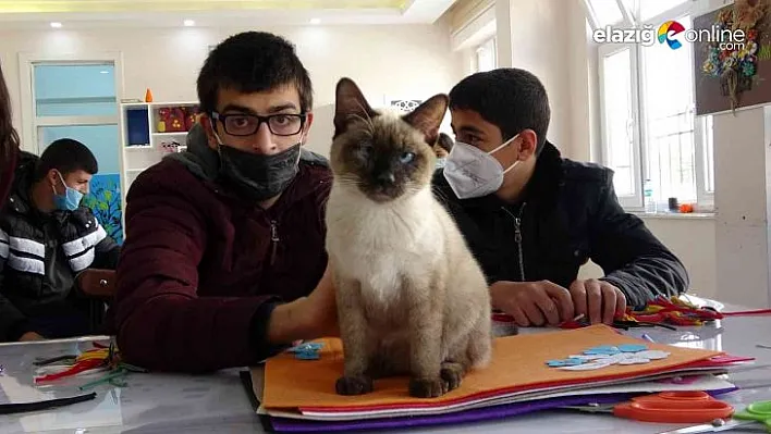 'Helva' isimli kedi, özel öğrencilerin maskotu oldu