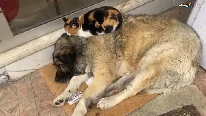 Kedi, soğuktan korunmak için köpeğe sığındı: O anlar yürekleri ısıttı