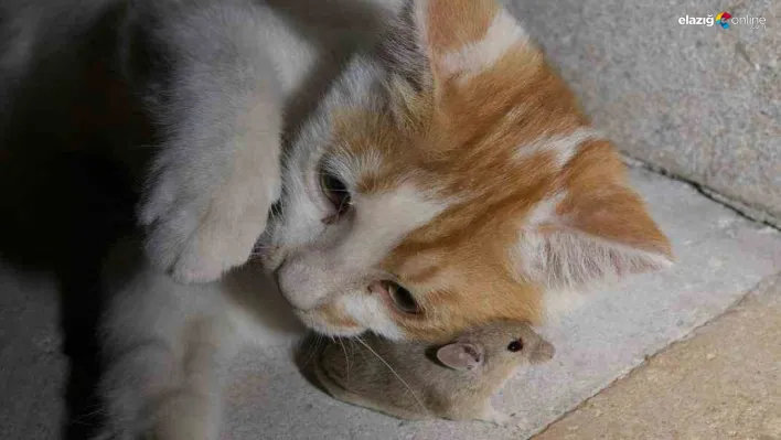 Elazığ'da kedi ile fare arasındaki eğlenceli anlar gülümsetti