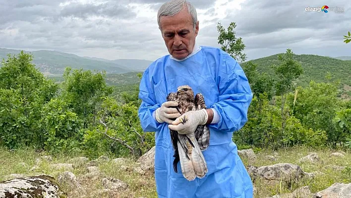 Kemik nakliyle sağlığına kavuşan şahin, tedavisinin ardından doğaya salındı