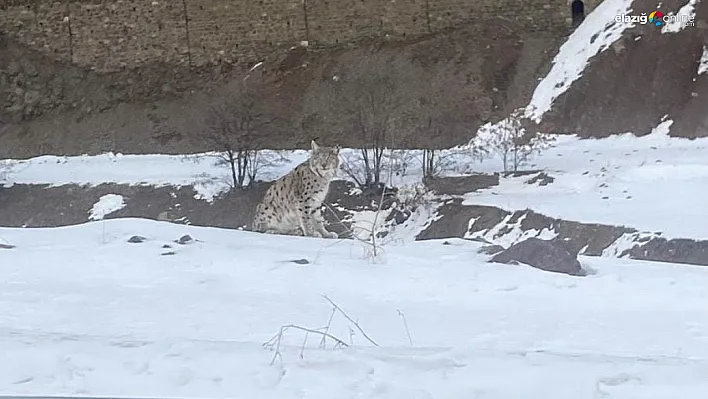 Elazığ'da Ender Görülen Vaşak Kameralara Yansıdı!