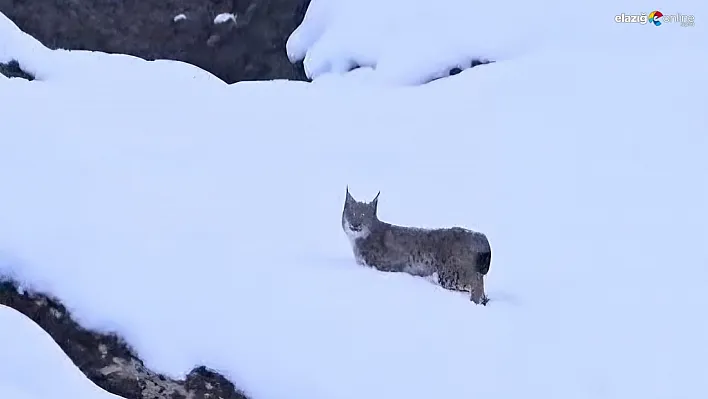 Kırmızı listedeki vaşaklar Tunceli'de görüntülendi