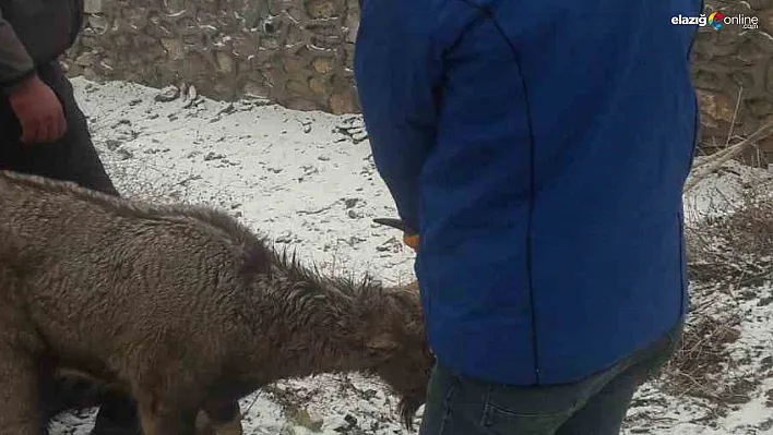 Köpeklerin saldırısına uğrayan yaban keçisi tedavi altına alındı