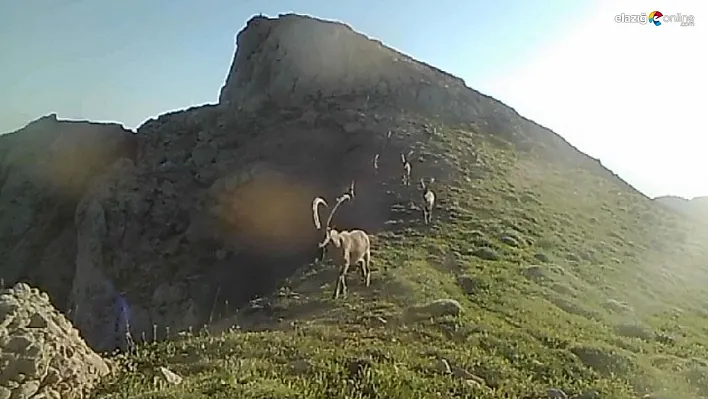 Koruma altında bulunan yaban keçileri fotokapana takıldı