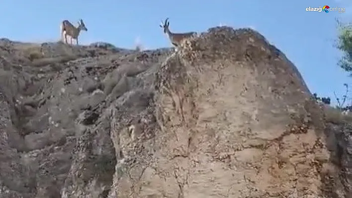 Dağ keçileri tarihi Harput'ta görüntülendi