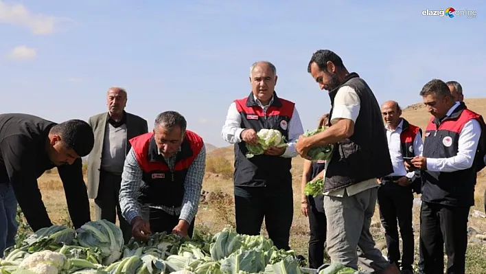 Kovancılar'da 26 Dekarlık Karnabahar Tarlasında Hasat Heyecanı!