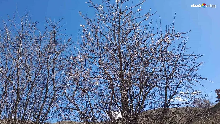 Kulp'ta badem ağaçları çiçek açtı