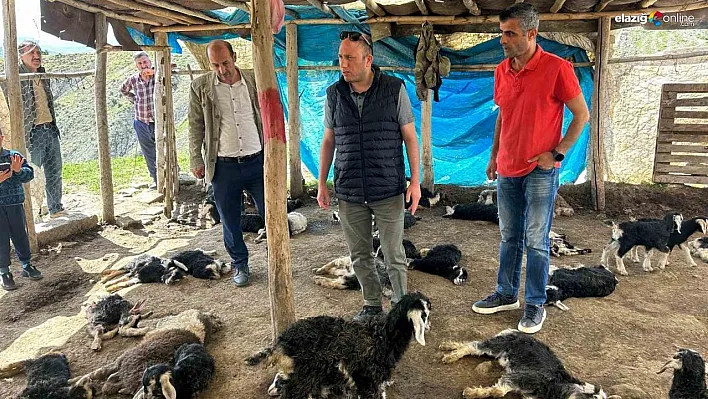 Kulp'ta başıboş köpekler 45 oğlağı telef etti