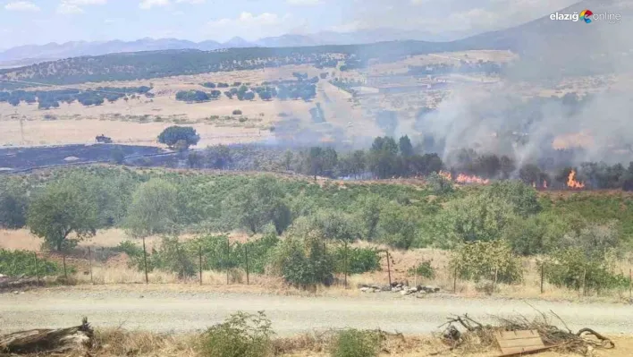 Kulp'ta üzüm bağları ve meyve ağaçları yangında zarar gördü