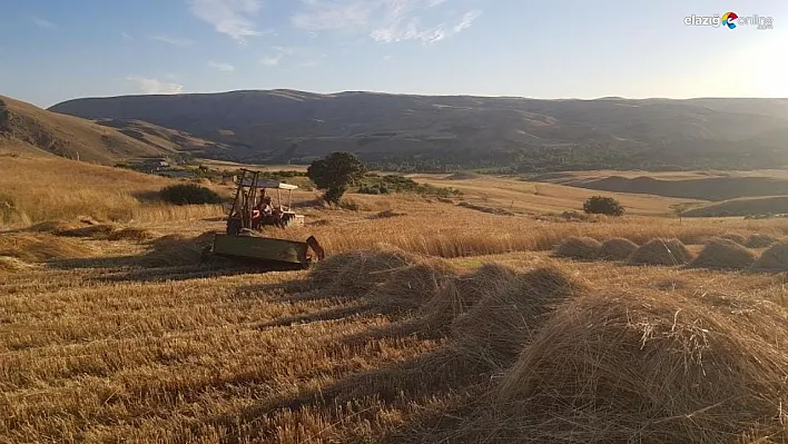 Kuluncak'ta buğday hasadı