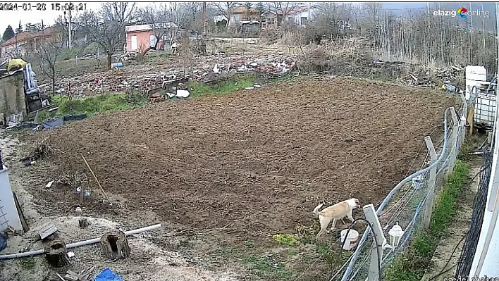 Aç kalan köpek tavuğu böyle alıp kaçtı