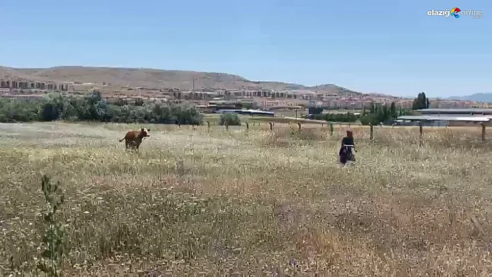 Kurban Bayramının ilk 'kaçağı' Elazığ'dan