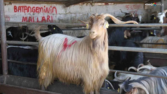 Elazığ'da kurbanlıklar alıcılarını bekliyor!