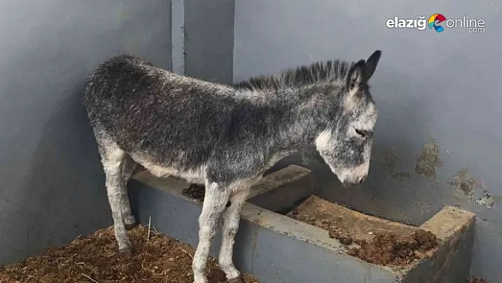 Tedavisi tamamlanan sevimli sıpa sahiplendirilecek