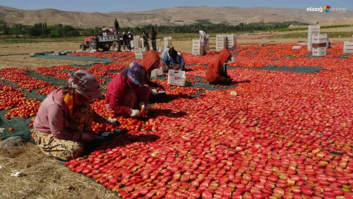 Kurutmalık domateste hasat devam ediyor