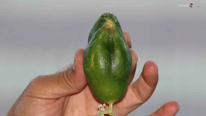 Kuş cennetinde 'salatalık' da kuşa benzedi