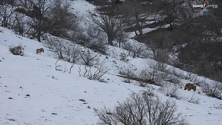 Leşe gelen ayı ve kurt aynı karede