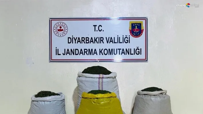 Lice'de 170 bin 500 kök kenevir bitkisi ele geçirildi