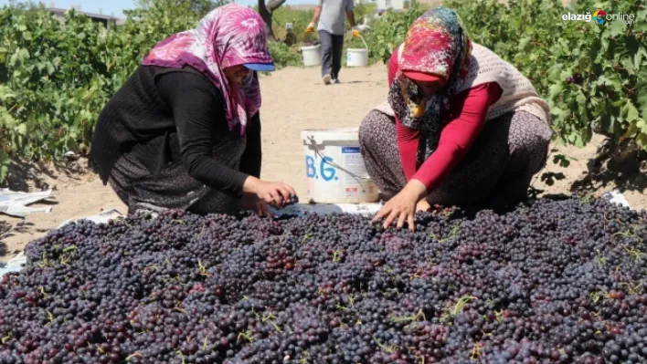 Maden'de Bağ Bozumu Şenliği: Gelenekler yaşatılıyor, Madenliler bir araya geliyor!