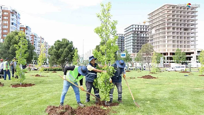 Mahabad Bulvarında peyzaj çalışmaları devam ediyor