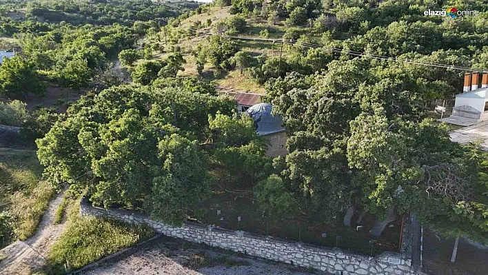 Malatya'da 800 yıllık 'Menengiç ağacı' zamana direniyor