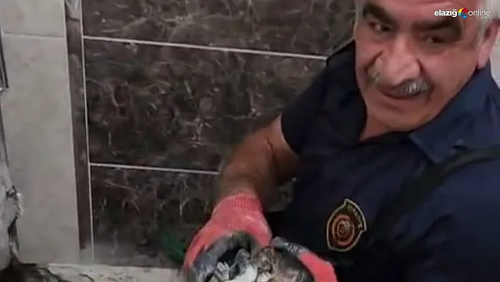 Malatya'da atık su hattına düşen yavru kedi kurtarıldı